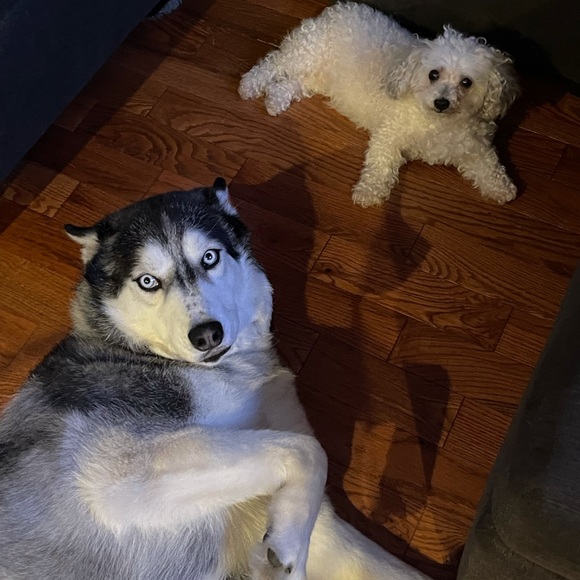 Meet your Posher Pups, Summer & Freud - Picture 2 of 2